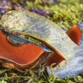 bolet à pied rouge (boletus erythropus)