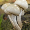 Oudemansiella mucida (Collybie visqueuse, Mucidule visqueuse)