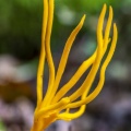 Ramaria aurantiaca (clavaire dorée)