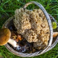 Récolte de champignons dans le panier