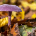 laccaire améthyste (Laccaria amethystina)