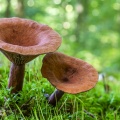 Les champignons de la forêt de Crécy
