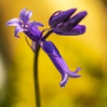 Jacinthe des bois, Jacinthe sauvage, muguet bleu (Hyacinthoides non-scripta)