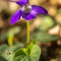 Violette des bois (Violette de Reichenbach, Viola reichenbachiana)