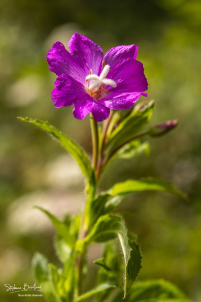 épilobe à grandes fleurs (Epilobium hirsutum) encore appelée épilobe hirsute