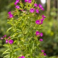 épilobe à grandes fleurs (Epilobium hirsutum) encore appelée épilobe hirsute