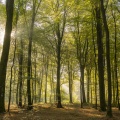 La forêt de Crécy et ses hêtres majestueux. 