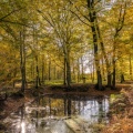 La mare du faux soleil en forêt de Crécy à l'automne