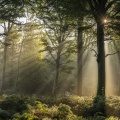 Rayons de soleil dans la brume en forêt de Crécy