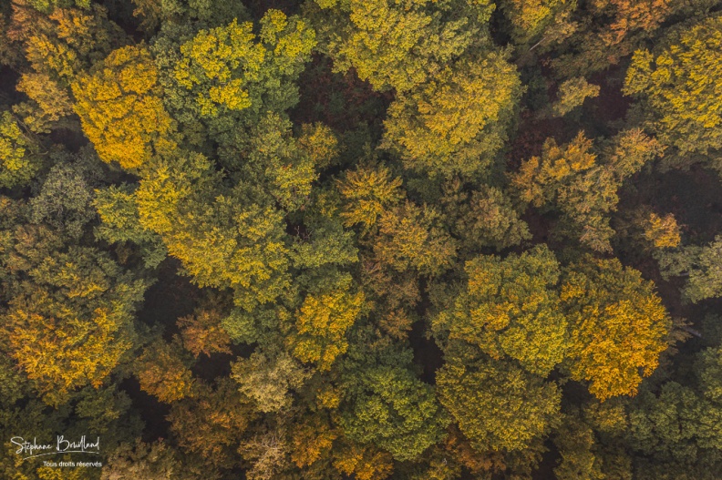 La forêt de Crécy en automne
