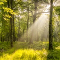 Raies de lumière en forêt de Crécy