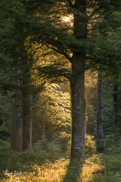 Rayon de lumière entre les arbres de la forêt de Crécy.