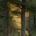 Rayon de lumière entre les arbres de la forêt de Crécy.
