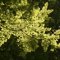 Branche de hêtre à contre-jour en forêt de Crécy