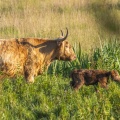 Les vaches Higland Cattle au le chalet du gué de Blanquetaque