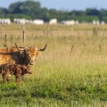 Les vaches Higland Cattle au le chalet du gué de Blanquetaque