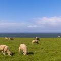 Les moutons sur le site du Cap Gris-Nez
