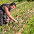 La récolte du Safran chez Fabrice Houdant, "Safran du Scardon", à Saint-Riquier - https://www.facebook.com/safranduscardon