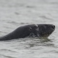 Phoque gris en Baie d'Authie à Berck-sur-mer