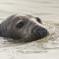 Jeux de phoques gris à Berck-sur-mer