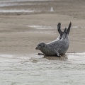 Phoque veau-marin, Phoca vitulina, Harbour Seal, Common Seal