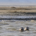Observation de phoques gris en baie de Somme