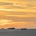 Phoques veau-marin au Hourdel, en Baie de Somme, au repos au crépuscule.