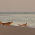 Phoques veaux-marins sur un banc de sable du Hourdel