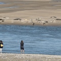 Les phoques en baie de Somme