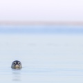 Phoque veau-marin