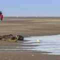 Phoques veau-marins en baie de Somme et promeneurs