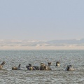Arrivée des phoques sur les bancs de sable