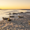 Phoques veau-marin sur les bancs de sable face au Crotoy