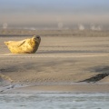Les phoques de la côte Picarde (Baie de Somme et côte d'Opale)