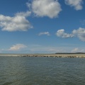 Colonie de phoques gris en Baie de Somme