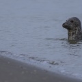 Phoques gris en baie de Somme