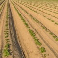 Jeunes pousses de pommes de terre dans un champs