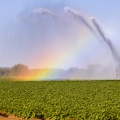 Irrigation d'un champs de pommes de terre