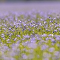 champ de lin en fleurs