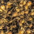 La récolte des oignons