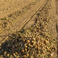 La récolte des oignons