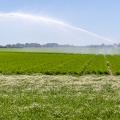 Irrigation d'un champ de carottes par arrosage 