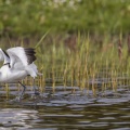 Avocette élégante (Recurvirostra avosetta - Pied Avocet)