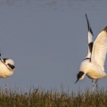Avocette élégante (Recurvirostra avosetta - Pied Avocet)