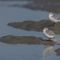 Bécasseau sanderling, Calidris alba , Sanderling