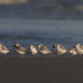 Bécasseaux Sanderling (Calidris alba - Sanderling) sur la plage du hourdel en Baie de Somme.
