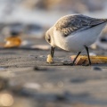 Bécasseau sanderling (Calidris alba - Sanderling) sur la plage de Quend-Plage
