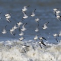 Bécasseau sanderling en vol (Calidris alba - Sanderling) le long de la plage de Quend-Plage