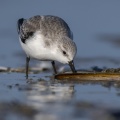 Bécasseau sanderling (Calidris alba - Sanderling) sur la plage de Quend-Plage