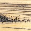 Bécasseaux sanderling (Calidris alba - Sanderling) sur la plage de la Mollière d'Aval au couchant. 
